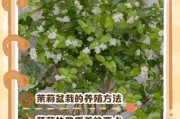 北京茉莉花怎么养_北京茉莉花冬天会冻死吗