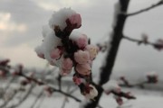 冰雪杏花什么时候开花_冰雪杏花耐寒多少度