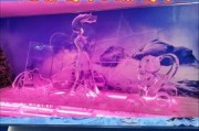 南京奇幻冰雪冰雕世界门票价格_游玩攻略