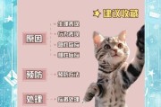 猫咪高原反应症状_如何预防