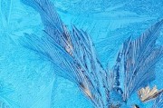 冰雪窗花怎么做_冰雪窗花寓意是什么