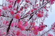 冰雪桃花什么时候开花_冰雪桃花耐寒多少度