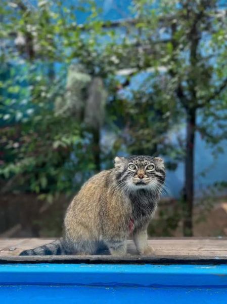 高原有什么动物_高原特有动物有哪些