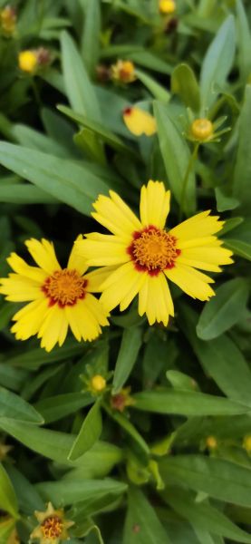 亚东高原红_青海哪里能看到最正宗的高原红