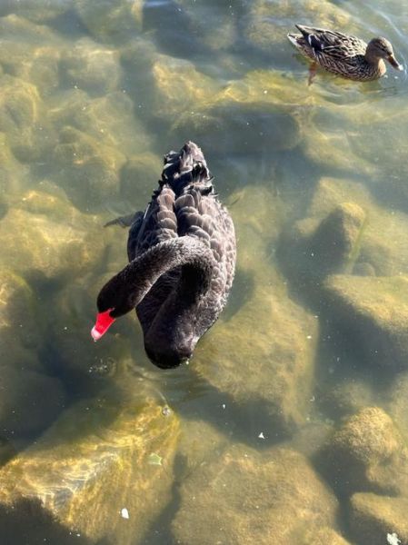 黑天鹅冰雪玫瑰是什么_黑天鹅冰雪玫瑰怎么养
