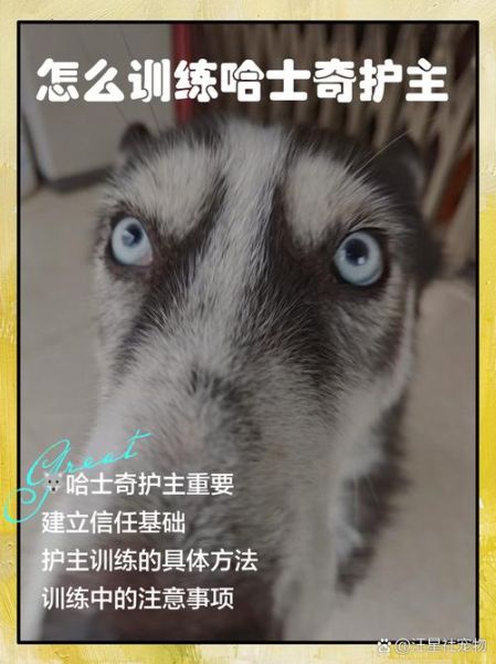 户外哈士奇怎么训练_哈士奇户外注意事项