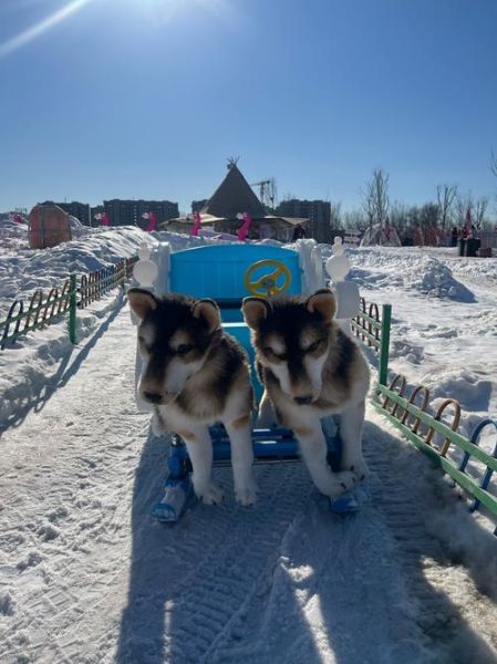 三只小熊冰雪世界门票价格_三只小熊冰雪世界好玩吗