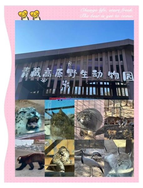 青藏高原野生动物园门票价格_有哪些珍稀动物