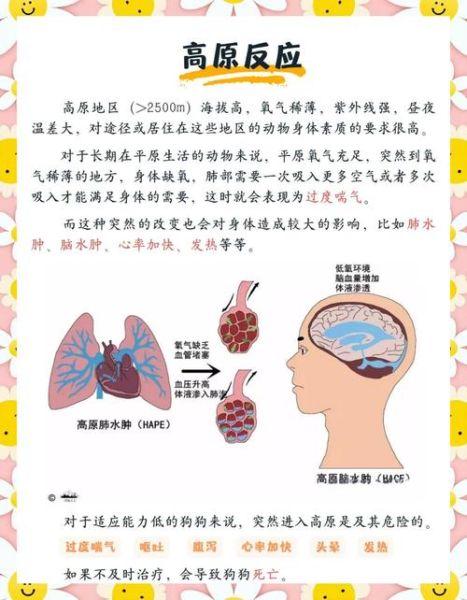 狗狗高原反应怎么缓解_狗狗去高原注意事项