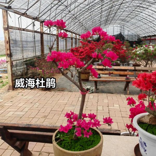 冰雪杜鹃怎么养_冰雪杜鹃耐寒吗