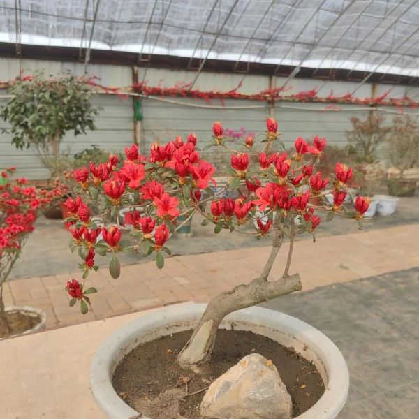 冰雪杜鹃怎么养_冰雪杜鹃耐寒吗