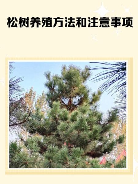 高原松树上适合种什么_高原松树怎么养护