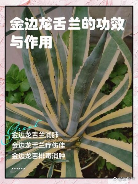 龙舌兰高原11是什么_龙舌兰高原11口感怎么样