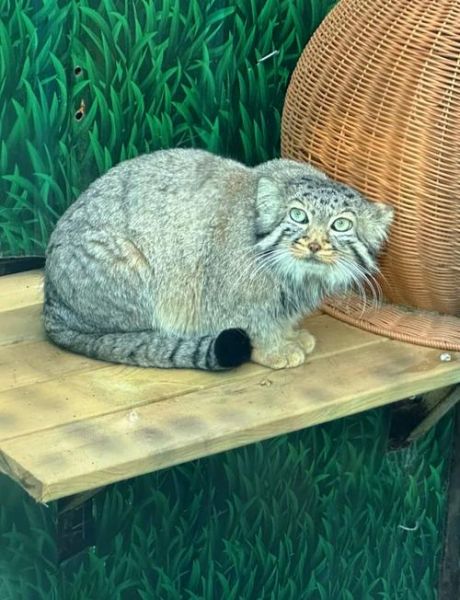 高原猫是什么品种_高原猫怎么养