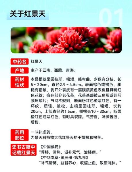 红景天能预防高原反应吗_怎么吃才有效