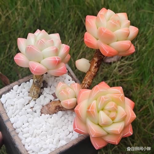 冰雪玉洁是什么_冰雪玉洁的功效与作用