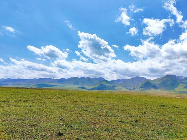 高原草甸有什么植物_高原草甸旅游最佳时间
