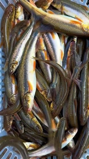 高原鱼图片_高原鱼种类有哪些