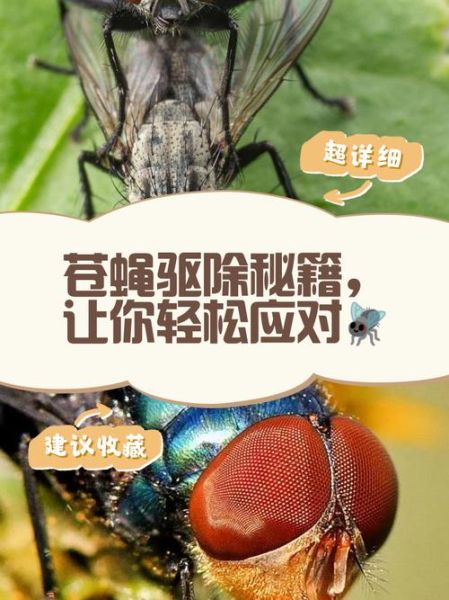户外怎样驱赶苍蝇_户外苍蝇太多怎么办