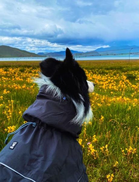 小狗高原反应怎么办_高原旅行带狗注意事项