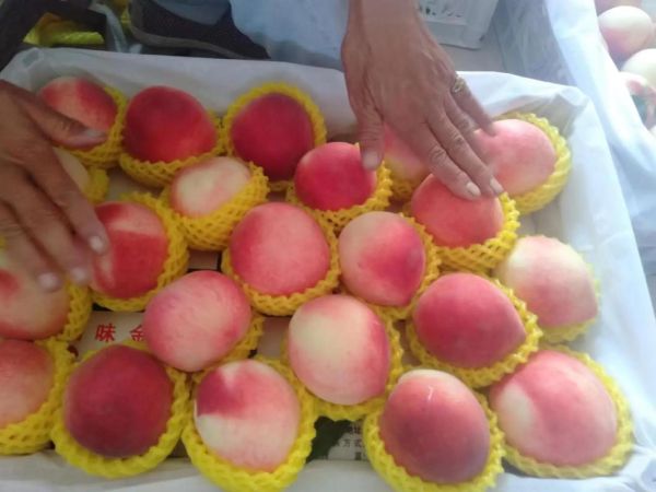 北京水蜜桃哪里买最正宗_北京水蜜桃几月份成熟