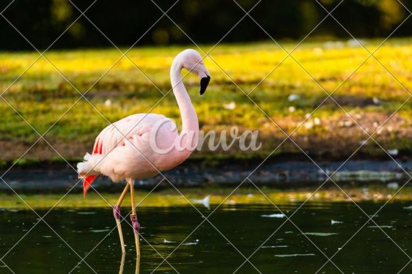 广州火烈鸟户外怎么样_火烈鸟户外俱乐部路线推荐