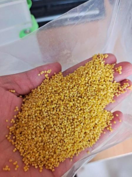 玻利维亚高原小米价格_多少钱一斤