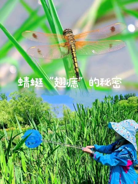 冰雪蜻蜓是昆虫吗_冰雪蜻蜓怎么养