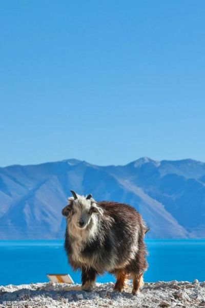 去西藏旅游没高原反应_如何提前预防