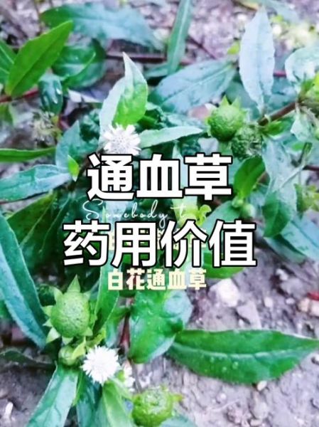 高原白花_高原白花有哪些功效与作用