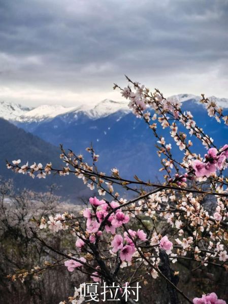 西藏冰雪花什么时候开_西藏冰雪花最佳观赏地点