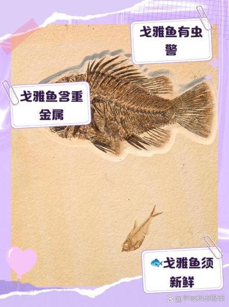 高原沙漠鱼是什么_高原沙漠鱼怎么养