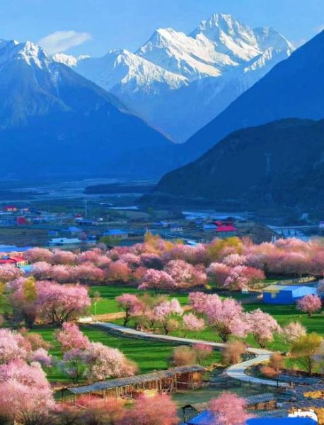 帕米尔高原春天什么时候去_帕米尔高原春天有哪些花