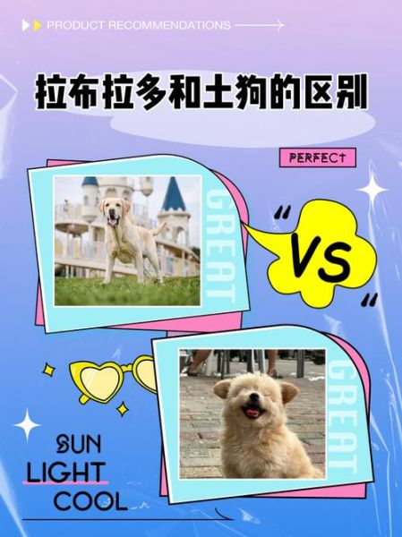 古老的高原拉布拉多是什么_如何辨别真假血统