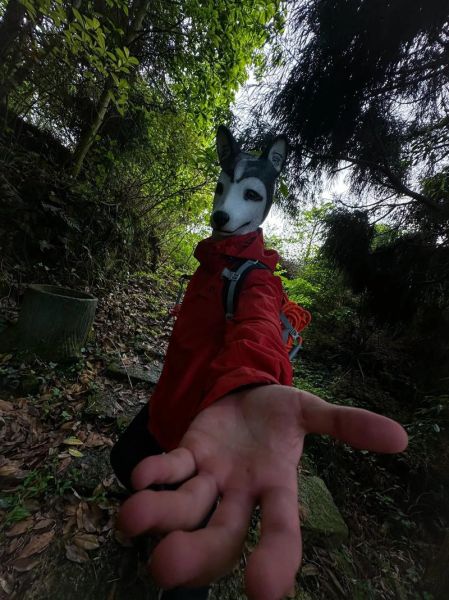 哈士奇户外怎么样_适合长时间徒步吗