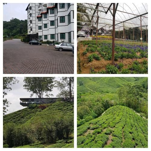 吉隆坡到金马伦高原怎么去_金马伦高原交通攻略