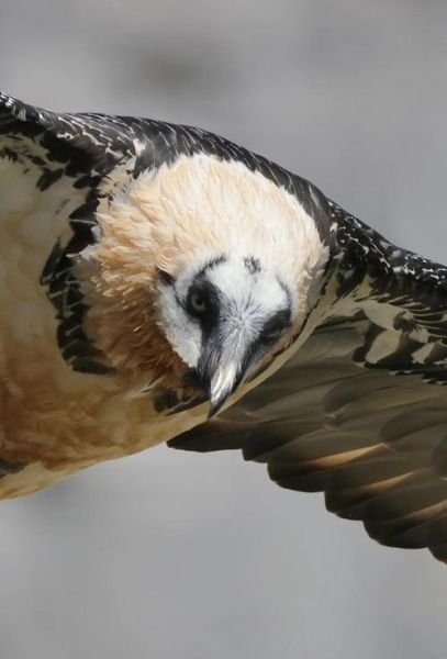 高原猛禽有哪些_高原猛禽怎么识别