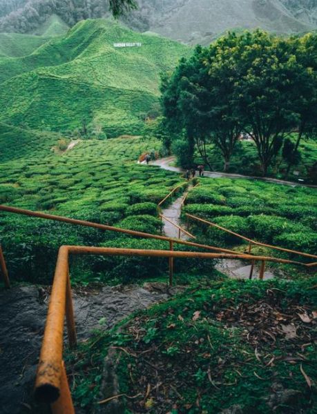 金马伦高原茶园门票价格_怎么去最方便