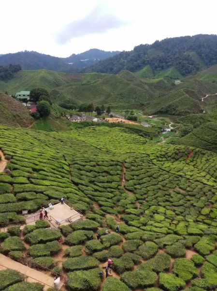 金马伦高原茶园门票价格_怎么去最方便