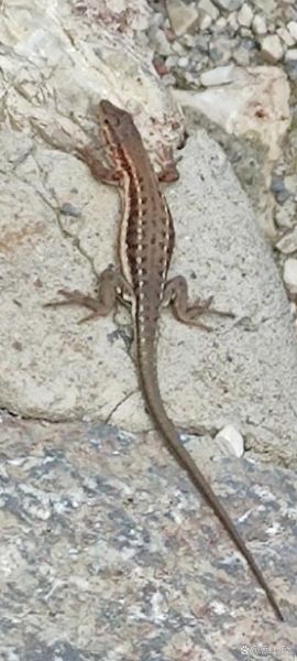 小壁虎户外是什么_小壁虎户外怎么样