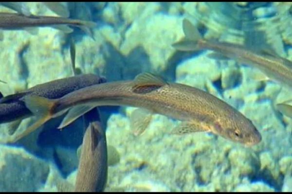 高原裸鲤怎么做好吃_高原裸鲤做法大全