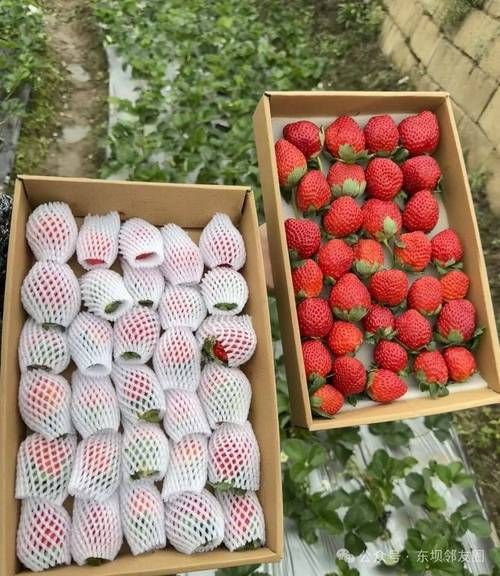 高原草莓怎么种_高原草莓好吃吗
