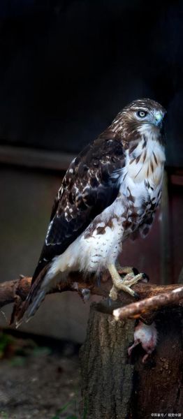 青藏高原鹰有哪些种类_高原鹰的飞行高度有多高