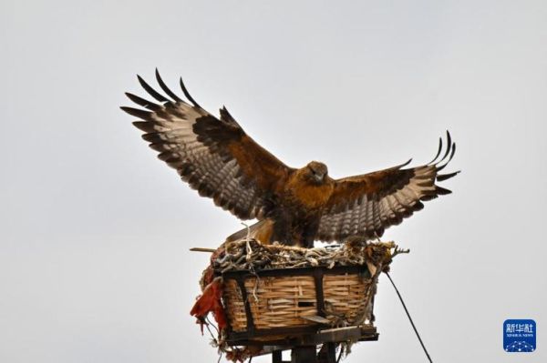 青藏高原鹰有哪些种类_高原鹰的飞行高度有多高