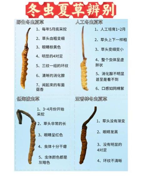青海高原假冬虫夏草怎么辨别_价格多少钱一克