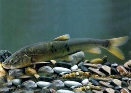 高原裸鲤多少钱一斤_高原裸鲤价格行情