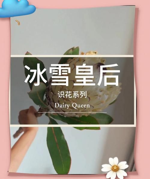 冰雪皇后芭菲多少钱_冰雪皇后芭菲好吃吗