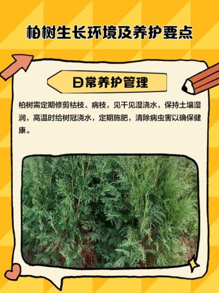 高原柏树怎么养_高原柏树耐寒吗