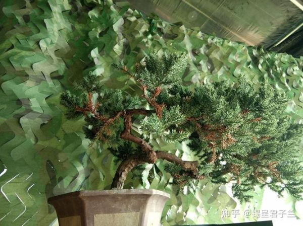高原柏树怎么养_高原柏树耐寒吗