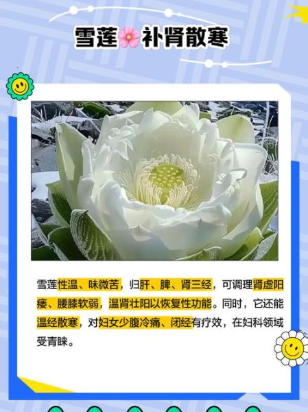 冰雪莲花怎么养_冰雪莲花的功效与作用